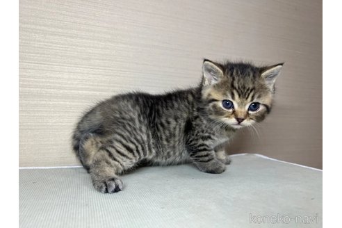 成約済の茨城県のスコティッシュフォールド(折れ耳)-110784の3枚目